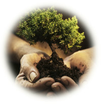 Small tree in hands with soil and roots